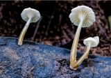 Roridomyces austrororidus image