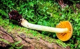 Hygrocybe taekeri image