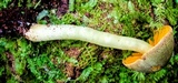 Hygrocybe taekeri image