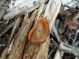 Peziza repanda image
