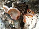 Peziza repanda image