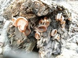 Peziza repanda image
