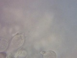 Amanita elliptosperma image