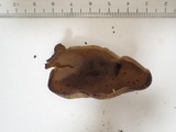 Peziza phyllogena image