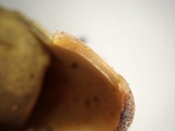 Peziza phyllogena image