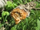Fusicolla merismoides image