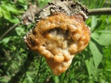Fusicolla merismoides image