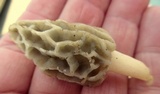 Morchella diminutiva image