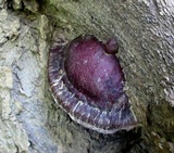 Ganoderma sessile image