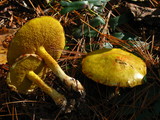 Suillus americanus image