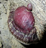 Ganoderma sessile image
