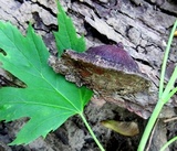 Ganoderma sessile image