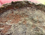 Ganoderma sessile image