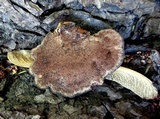 Ganoderma sessile image