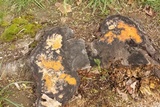 Fusicolla merismoides image