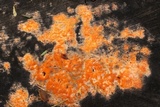 Fusicolla merismoides image