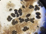 Tuber melanosporum image