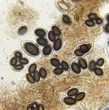 Tuber melanosporum image