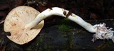 Leucopaxillus gracillimus image