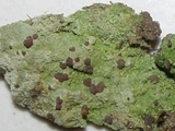 Baeomyces rufus image
