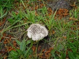 Amanita boudieri image