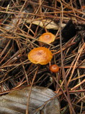 Xeromphalina cauticinalis image