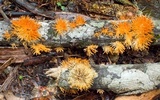 Echinoporia aculeifera image