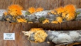 Echinoporia aculeifera image