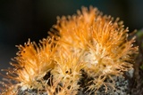Echinoporia aculeifera image