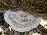 Trametes gibbosa image