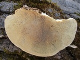 Trametes gibbosa image