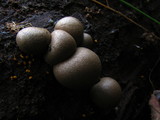 Lycogala epidendrum image