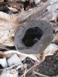 Urnula craterium image