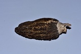 Morchella importuna image