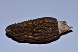 Morchella importuna image