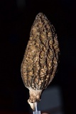 Morchella importuna image