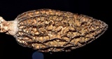 Morchella importuna image