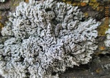 Physcia biziana image