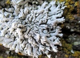 Physcia biziana image