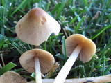 Conocybe apala image
