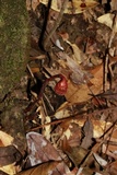 Haddowia longipes image