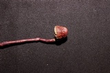 Haddowia longipes image