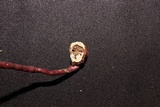 Haddowia longipes image
