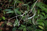 Brunneocorticium corynecarpon image