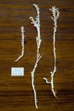 Brunneocorticium corynecarpon image