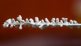 Brunneocorticium corynecarpon image