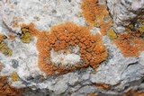 Caloplaca saxicola image