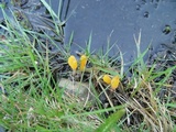 Mitrula paludosa image