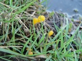 Mitrula paludosa image