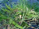 Mitrula paludosa image